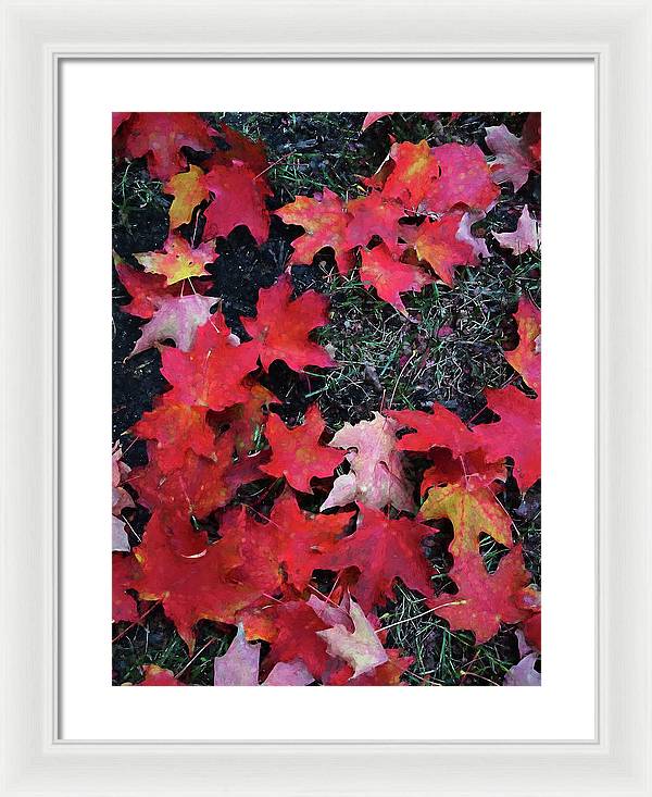Maple Leaves In October 5 - Framed Print