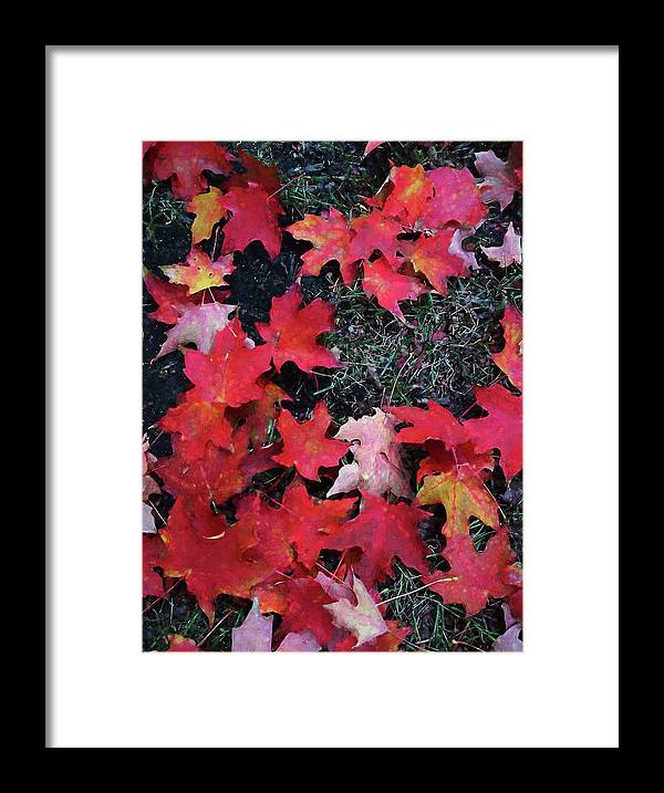 Maple Leaves In October 5 - Framed Print