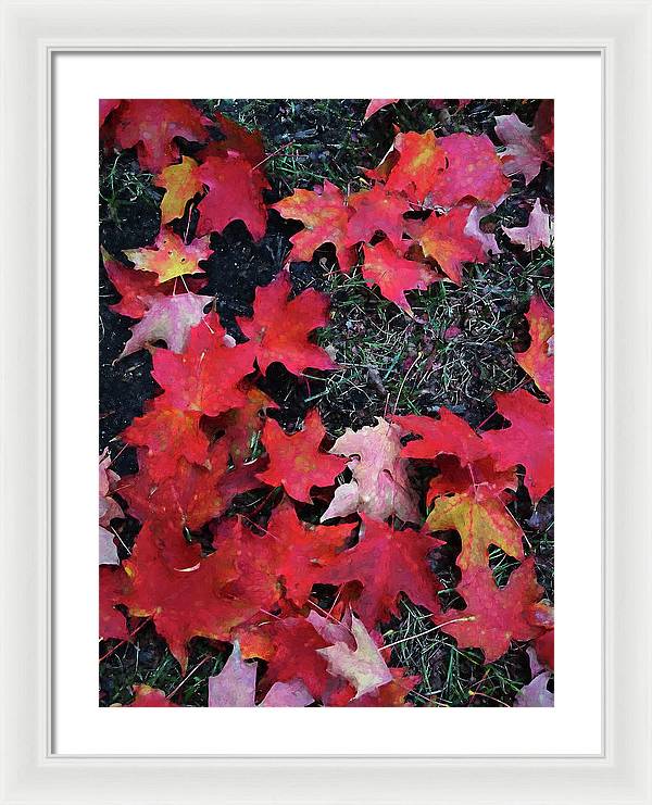 Maple Leaves In October 5 - Framed Print