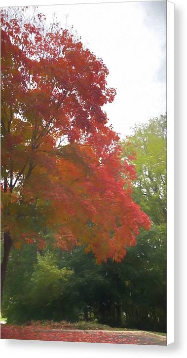 Maple Tree In October - Canvas Print