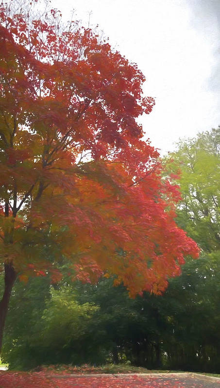 Maple Tree In October - Art Print