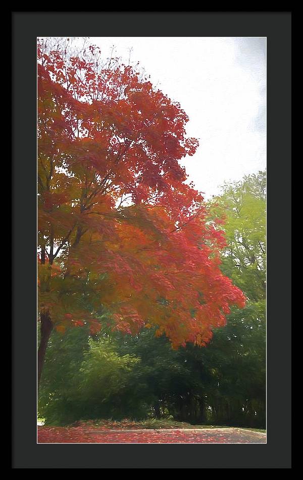 Maple Tree In October - Framed Print