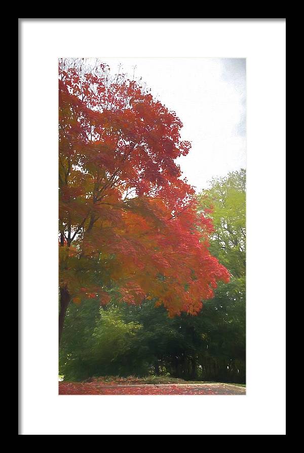 Maple Tree In October - Framed Print