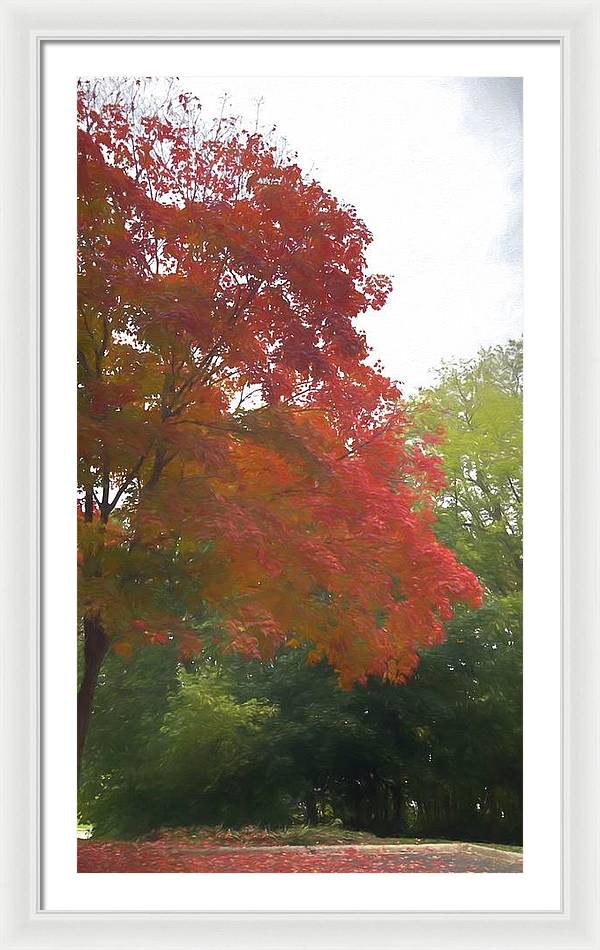 Maple Tree In October - Framed Print