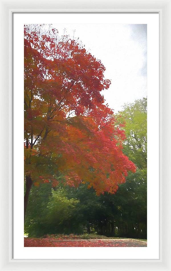 Maple Tree In October - Framed Print