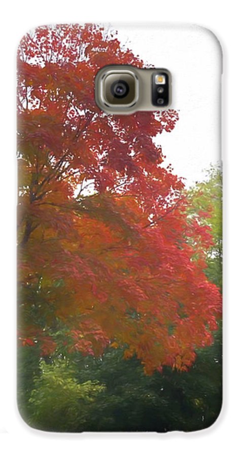 Maple Tree In October - Phone Case