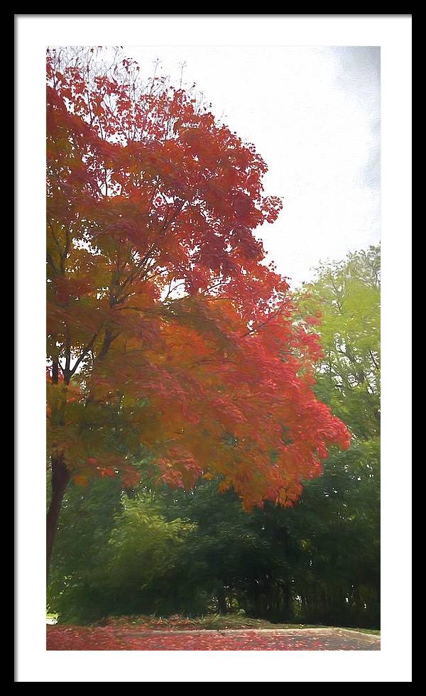 Maple Tree In October - Framed Print