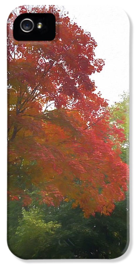 Maple Tree In October - Phone Case