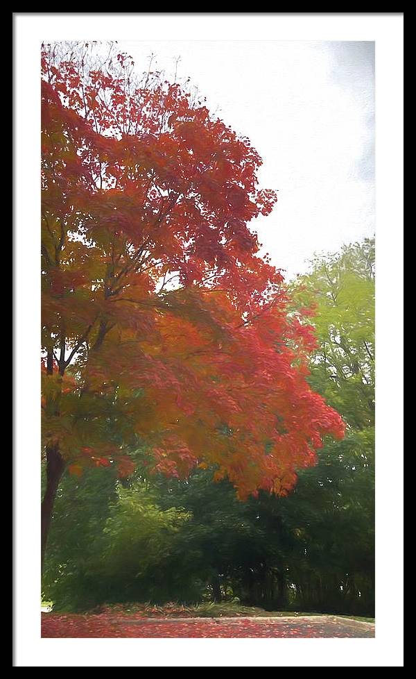 Maple Tree In October - Framed Print
