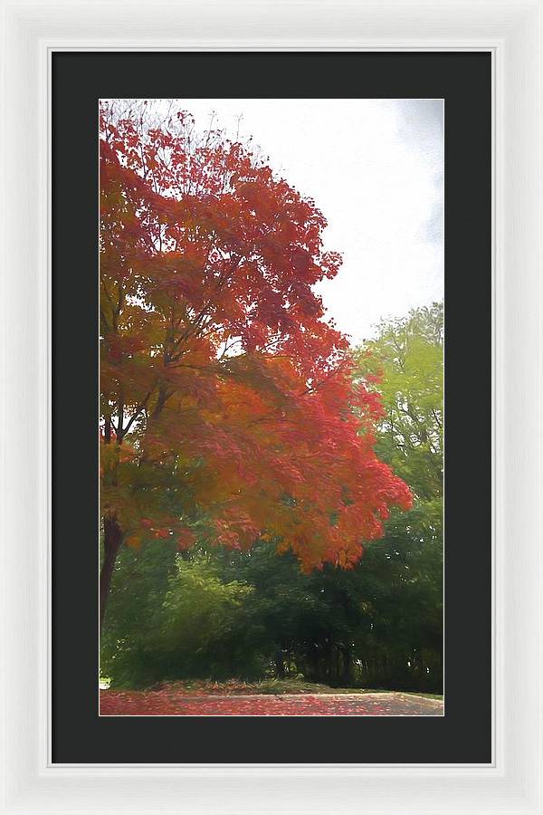 Maple Tree In October - Framed Print
