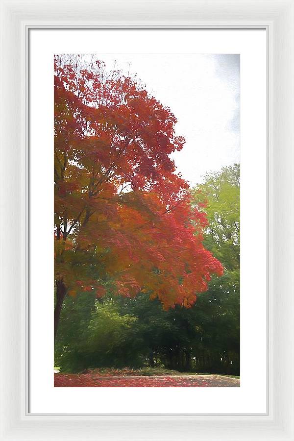 Maple Tree In October - Framed Print
