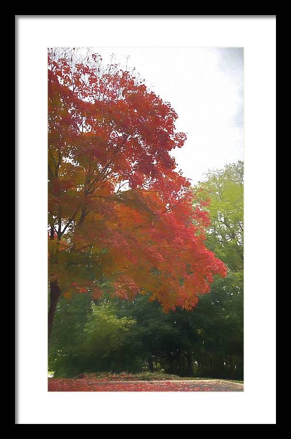 Maple Tree In October - Framed Print