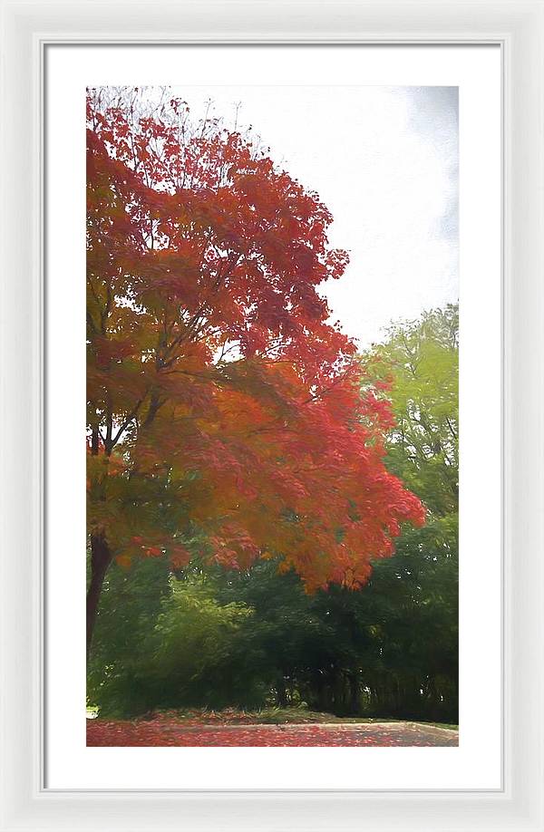 Maple Tree In October - Framed Print