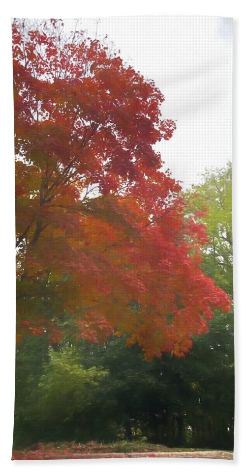 Maple Tree In October - Bath Towel