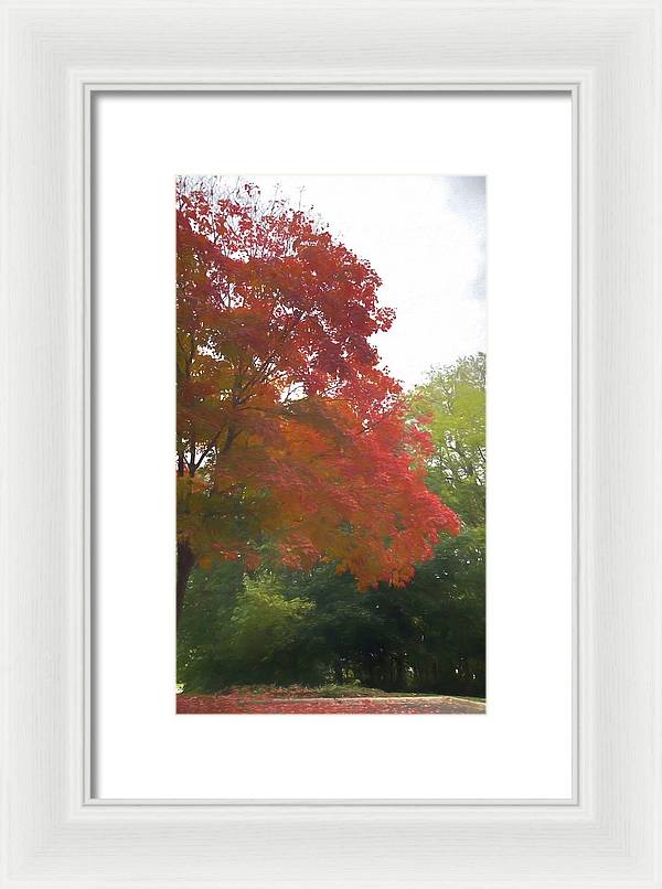 Maple Tree In October - Framed Print