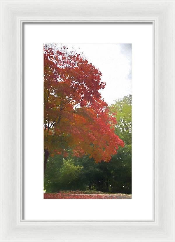 Maple Tree In October - Framed Print