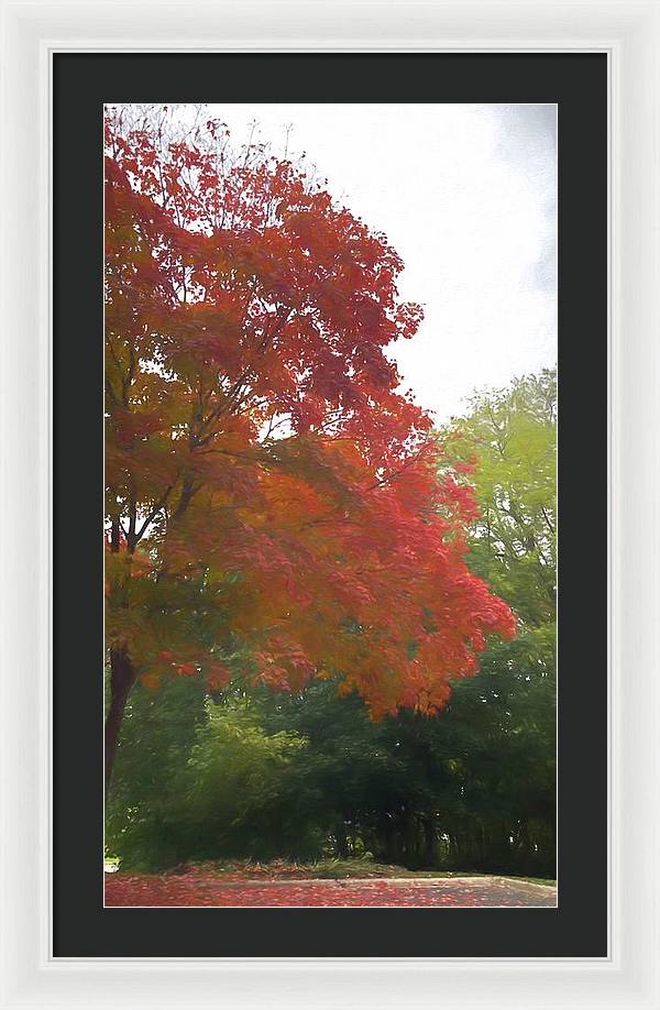 Maple Tree In October - Framed Print