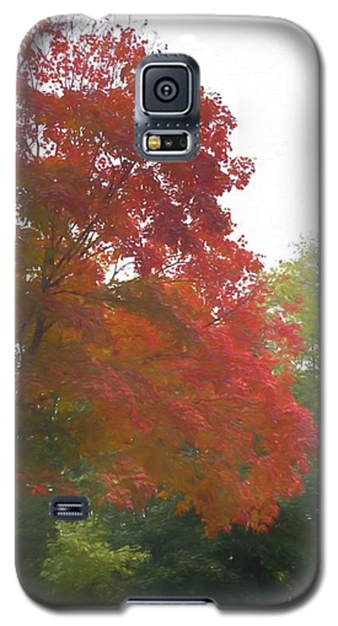 Maple Tree In October - Phone Case