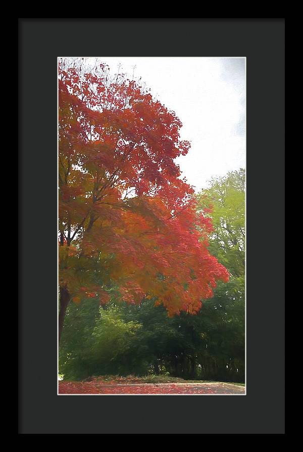 Maple Tree In October - Framed Print