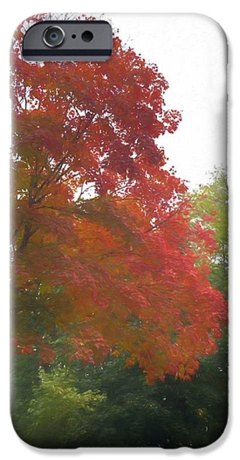Maple Tree In October - Phone Case