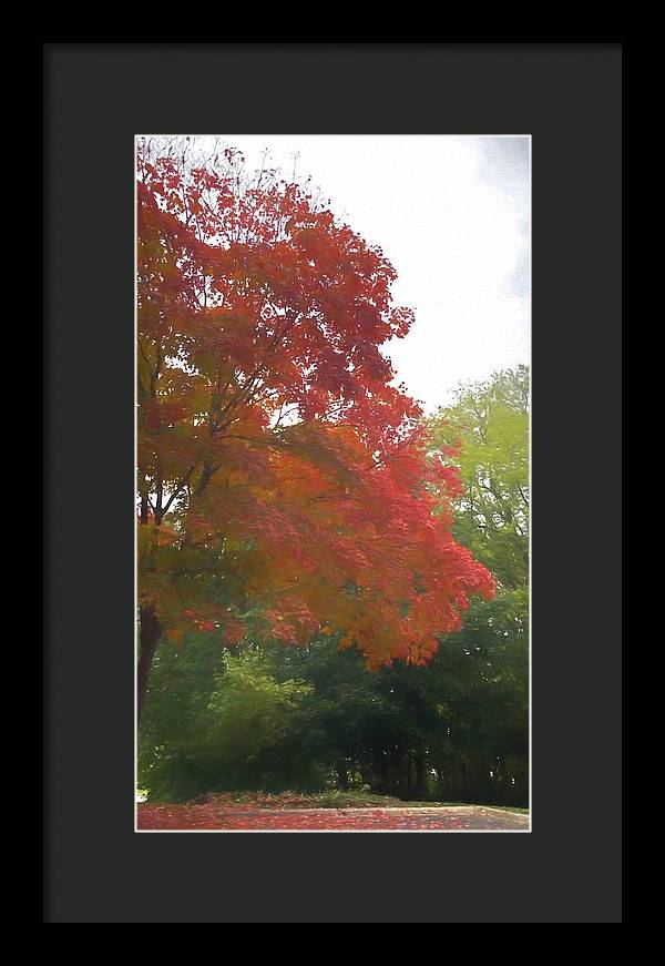 Maple Tree In October - Framed Print
