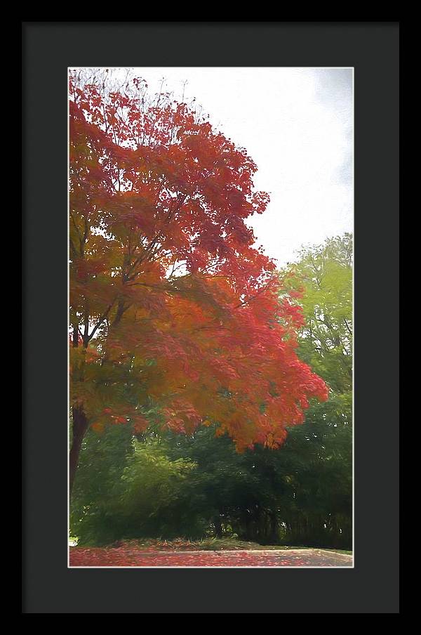 Maple Tree In October - Framed Print