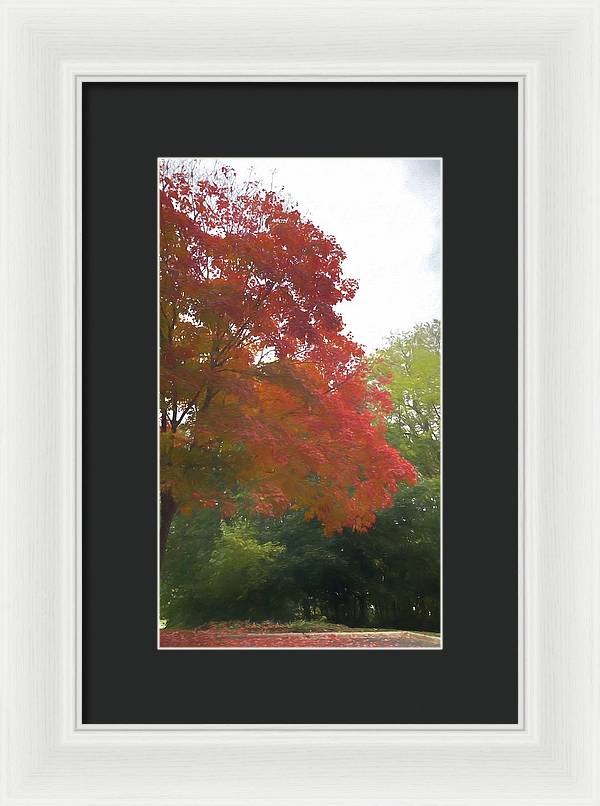 Maple Tree In October - Framed Print