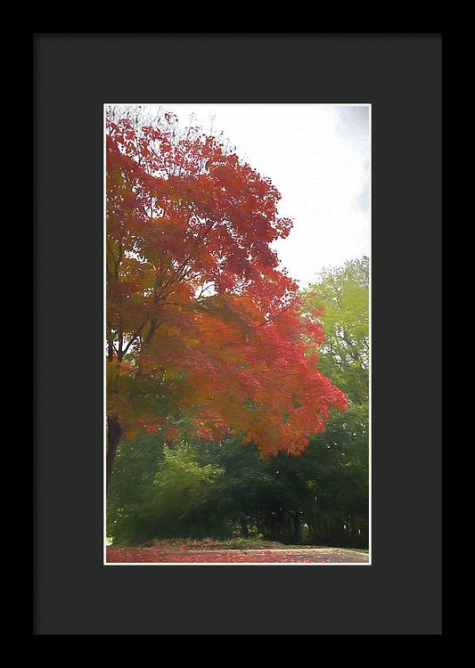 Maple Tree In October - Framed Print