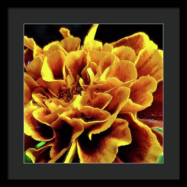 Marigold Close Up - Framed Print