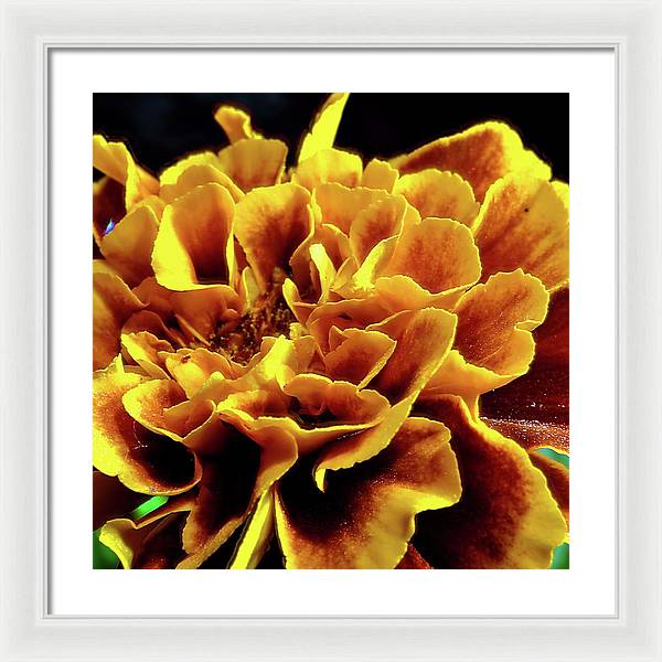 Marigold Close Up - Framed Print