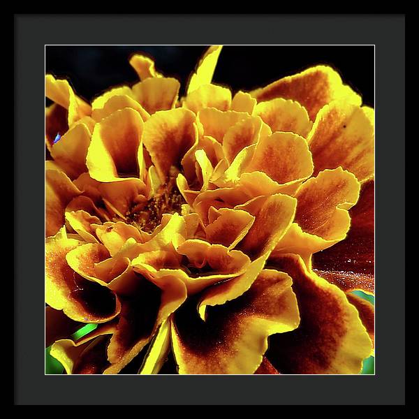 Marigold Close Up - Framed Print