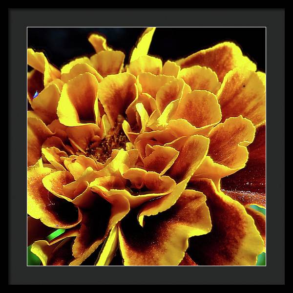 Marigold Close Up - Framed Print