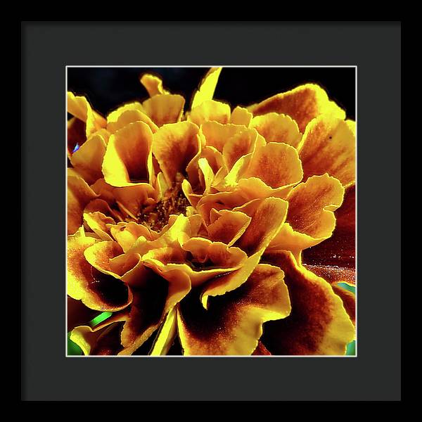 Marigold Close Up - Framed Print