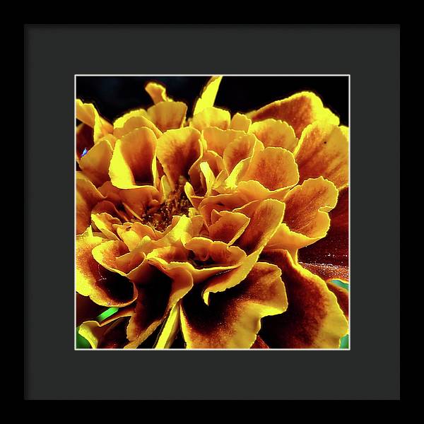 Marigold Close Up - Framed Print