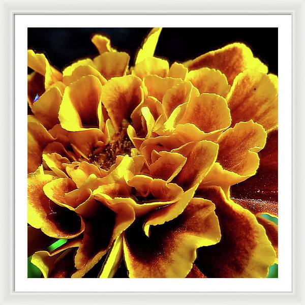 Marigold Close Up - Framed Print