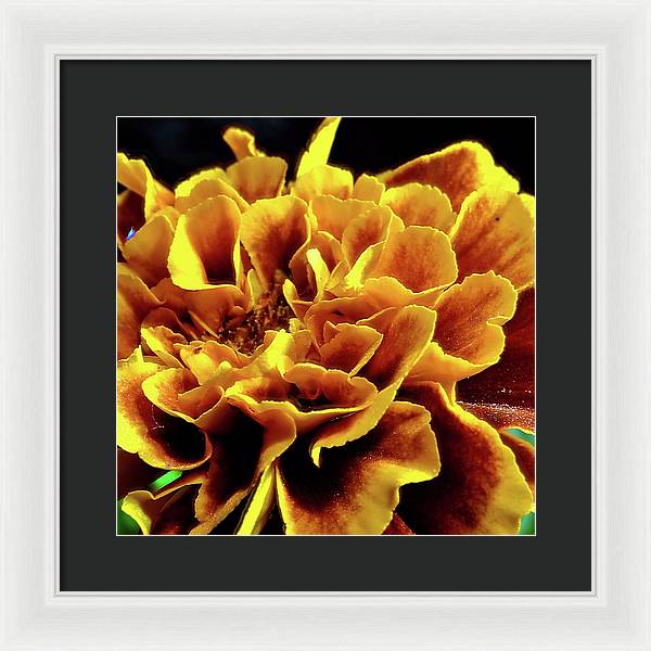 Marigold Close Up - Framed Print