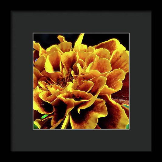 Marigold Close Up - Framed Print