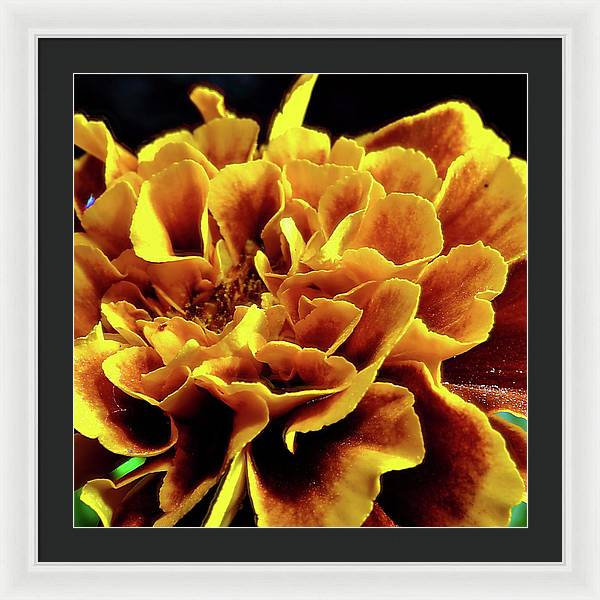 Marigold Close Up - Framed Print