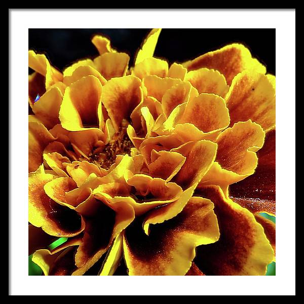 Marigold Close Up - Framed Print