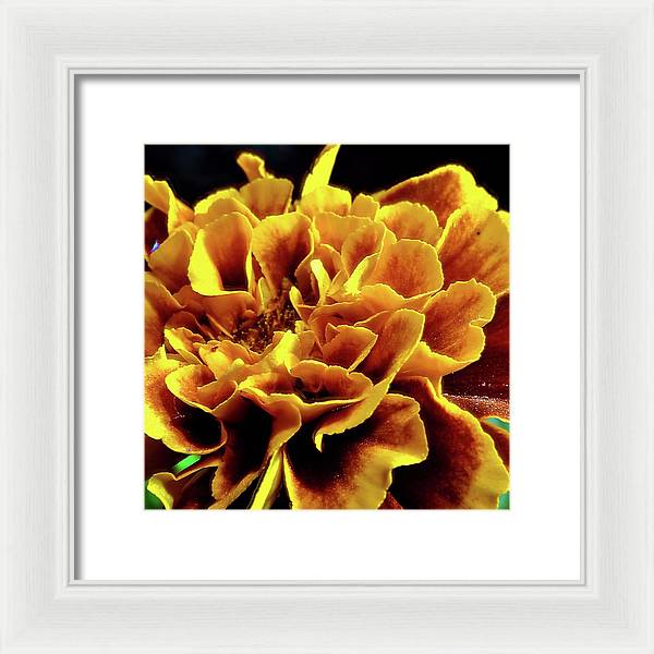 Marigold Close Up - Framed Print