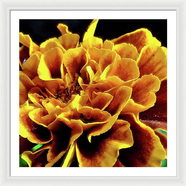 Marigold Close Up - Framed Print