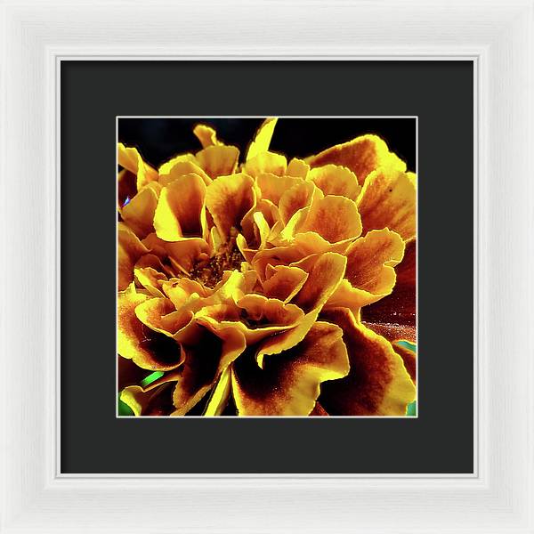Marigold Close Up - Framed Print