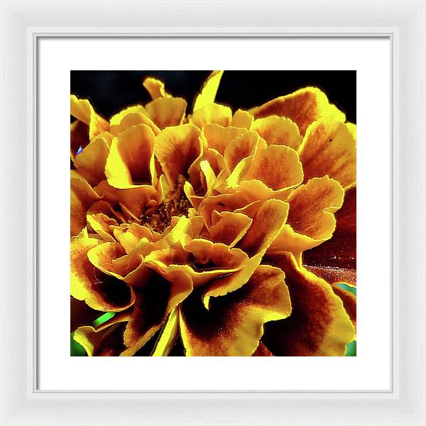 Marigold Close Up - Framed Print