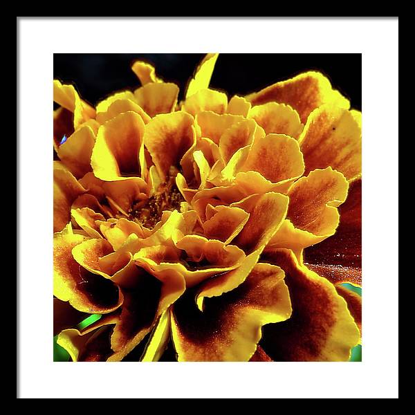 Marigold Close Up - Framed Print