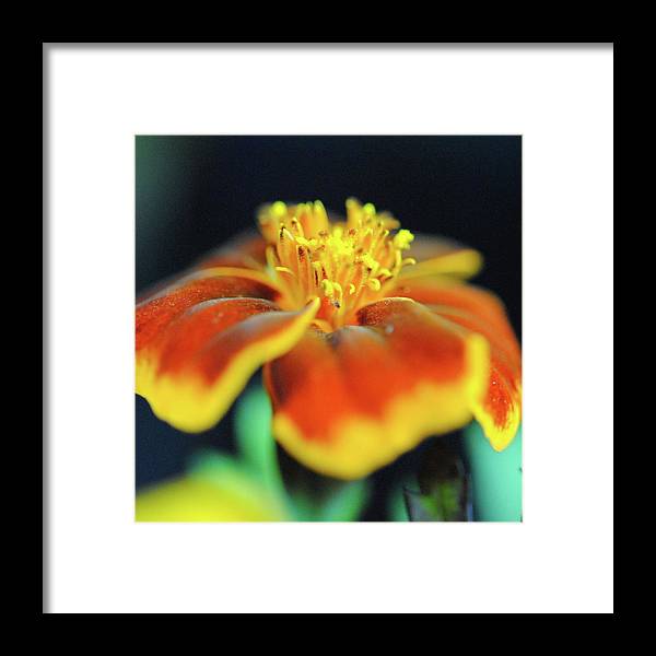 Marigold With Pollen - Framed Print
