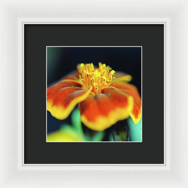 Marigold With Pollen - Framed Print