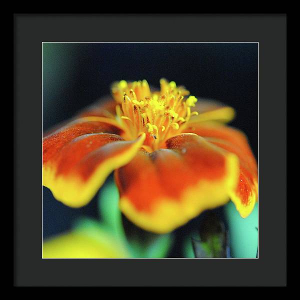 Marigold With Pollen - Framed Print