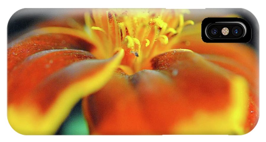Marigold With Pollen - Phone Case