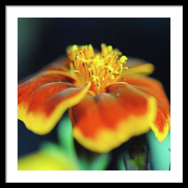 Marigold With Pollen - Framed Print