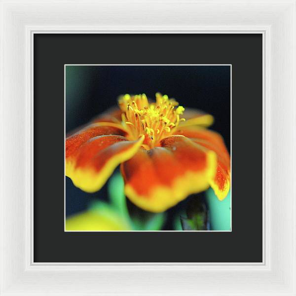 Marigold With Pollen - Framed Print